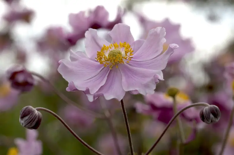 anemone hup. 'september charm' P9 - afbeelding 2
