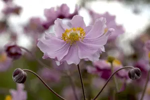 anemone hup. 'september charm' P9 - afbeelding 2
