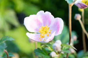 anemone hup. 'september charm' P9 - afbeelding 3