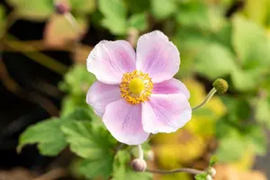 anemone hup. 'september charm' P9 - afbeelding 4
