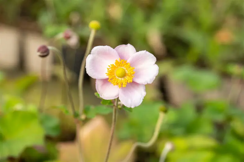 anemone hup. 'september charm' P9 - afbeelding 5