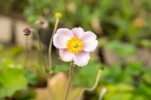 anemone hup. 'september charm' P9 - afbeelding 5