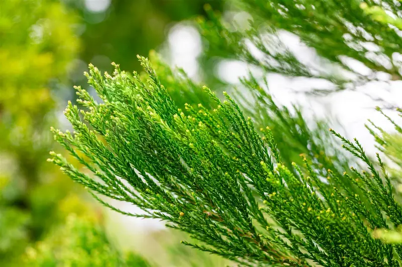 Sequoiadendron gig. 'Glaucum' 125-150 C55 - afbeelding 1