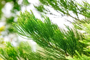 Sequoiadendron gig. 'Glaucum' 125-150 C55 - afbeelding 2