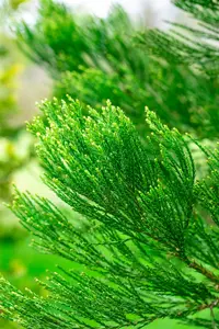 Sequoiadendron gig. 'Glaucum' 80- + C15 - afbeelding 3