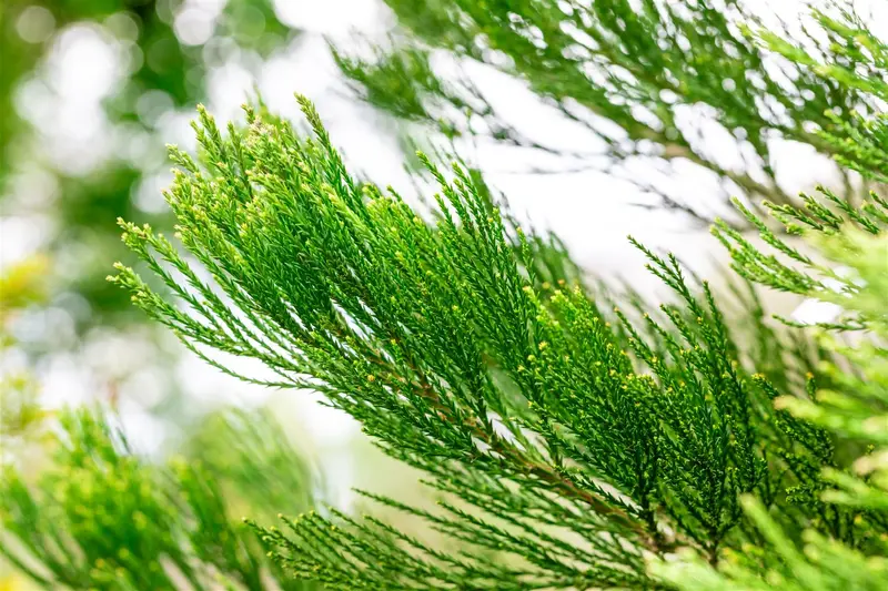 Sequoiadendron gig. 'Glaucum' 80- + C15 - afbeelding 2