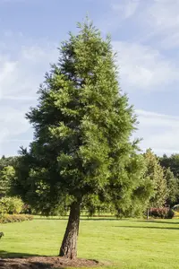 Sequoiadendron giganteum 125-150   KLUIT - afbeelding 1