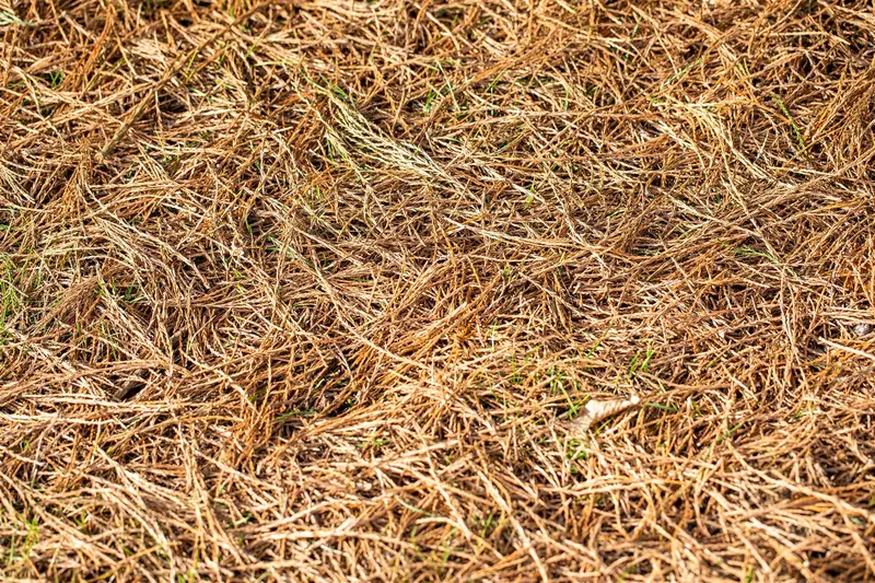 Sequoiadendron giganteum 125-150 KLUIT - afbeelding 5