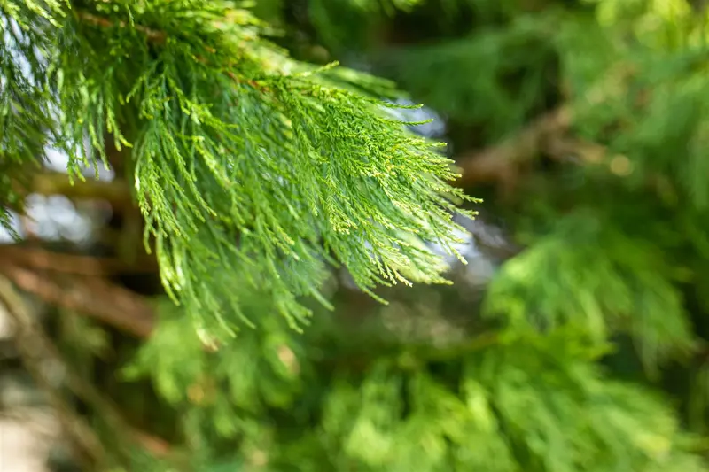 giganteum - afbeelding 3