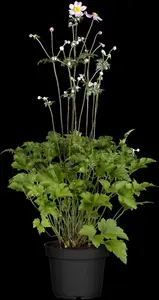Anemone hybr. 'Serenade' P9 - afbeelding 4