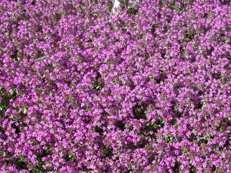 thymus serpyllum P9