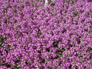 thymus serpyllum P9