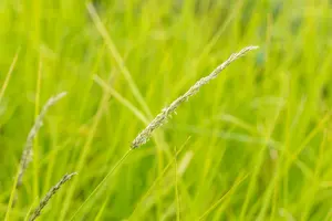 autumnalis - afbeelding 4