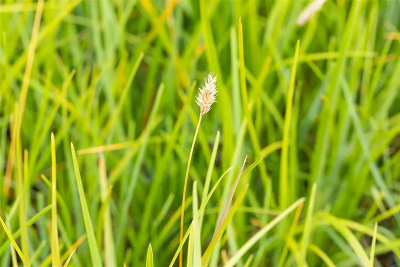 Sesleria heufleriana C1.5 - afbeelding 1