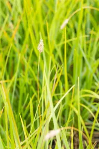heufleriana - afbeelding 2