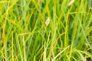 heufleriana - afbeelding 2