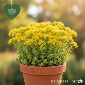 Sedum sexangulare P11