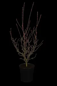acer palm. 'shaina' (50- 60cm) - afbeelding 5