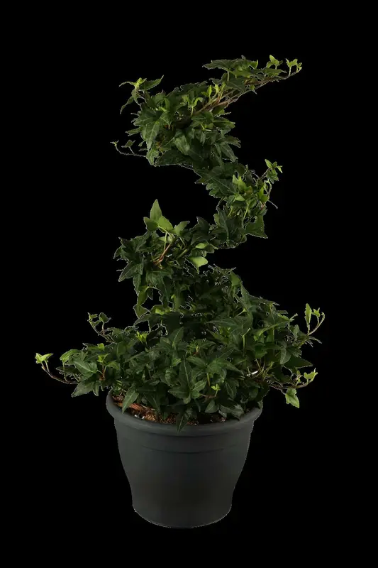 hedera helix 'shamrock' P9 - afbeelding 1