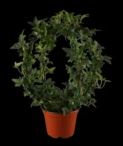 hedera helix 'shamrock' P9 - afbeelding 2