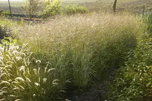 panicum virg. 'shenandoah' P9 - afbeelding 3