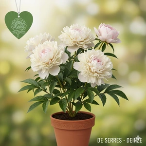 Paeonia lactiflora 'Shirley Temple' C3