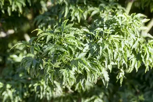 acer palm. 'shishigashira' (30- 40cm) - afbeelding 5