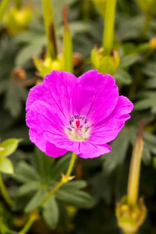 geranium sang. 'shooting star' P9