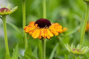 helenium hybr. 'short'n sassy' P9 - afbeelding 2
