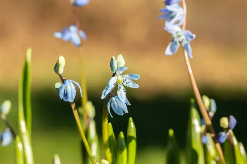 scilla siberica P9 - afbeelding 5