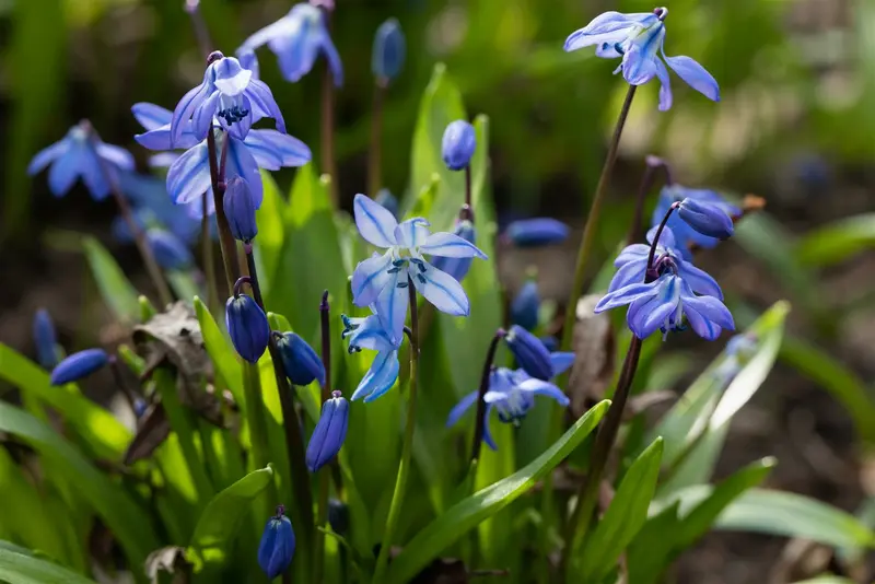 scilla siberica P9 - afbeelding 2