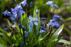 scilla siberica P9 - afbeelding 2