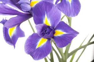 iris sibirica P9 - afbeelding 5
