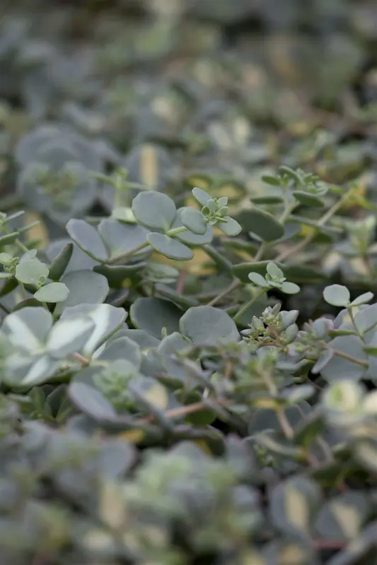 sedum sieboldii P9 - afbeelding 1
