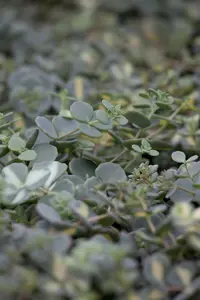 sedum sieboldii P9 - afbeelding 1