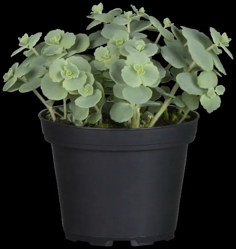sedum sieboldii P9 - afbeelding 2