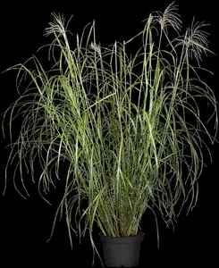 miscanthus sin. 'silberfeder' P9 - afbeelding 2