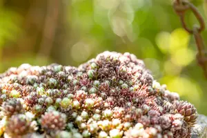 sempervivum hybr. 'silberkarneol' P9