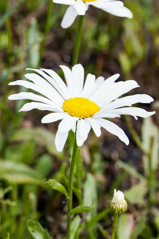 leucanthemum (s) 'silberprinzesschen' P9 - afbeelding 1