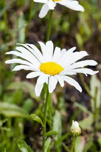 leucanthemum (s) 'silberprinzesschen' P9 - afbeelding 1