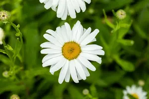 leucanthemum (s) 'silberprinzesschen' P9 - afbeelding 2