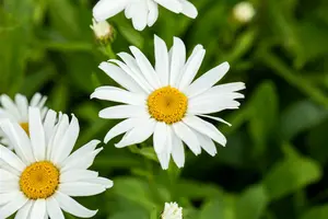 leucanthemum (s) 'silberprinzesschen' P9 - afbeelding 3