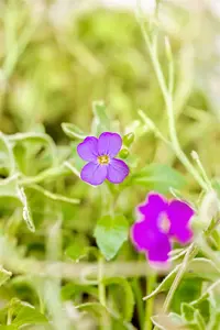 aubrieta hybr. 'silberrand' P9 - afbeelding 3