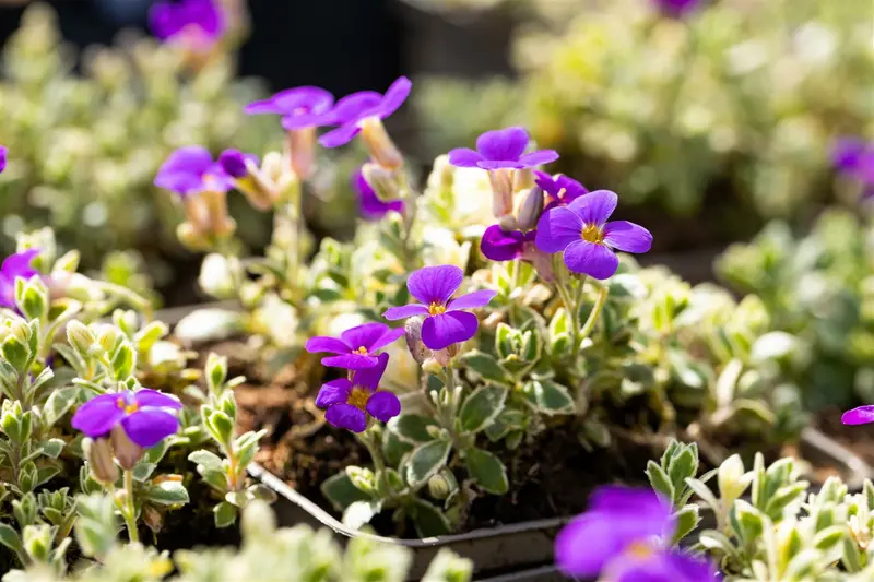 aubrieta hybr. 'silberrand' P9 - afbeelding 1