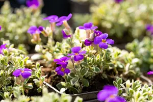 aubrieta hybr. 'silberrand' P9 - afbeelding 4