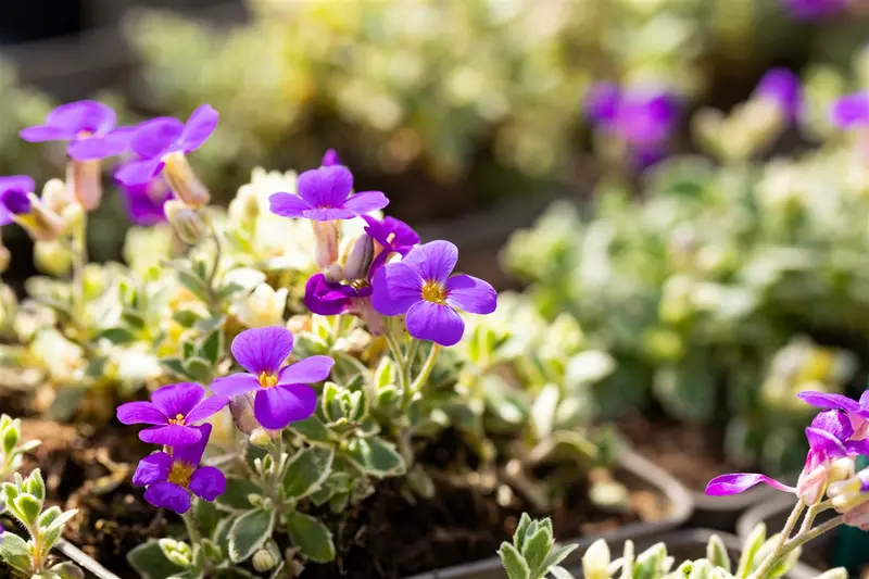 aubrieta hybr. 'silberrand' P9 - afbeelding 2