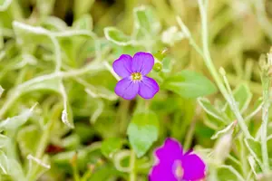 aubrieta hybr. 'silberrand' P9 - afbeelding 4