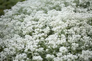 anaphalis tripl. 'silberregen' P9 - afbeelding 2