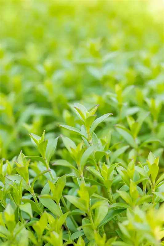 Silene schafta BIOPOT P8 - afbeelding 1