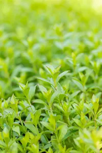 Silene schafta BIOPOT   P8 - afbeelding 1